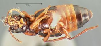Media type: image;   Entomology 6517 Aspect: habitus ventral view